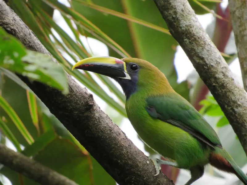 The Forest Canopy Circuit: A Paradise for Bird Lovers