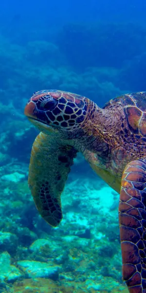 Costa Rica para Amantes del Buceo