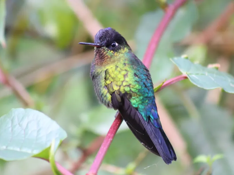 Discovering the Avifauna of Costa Rica.