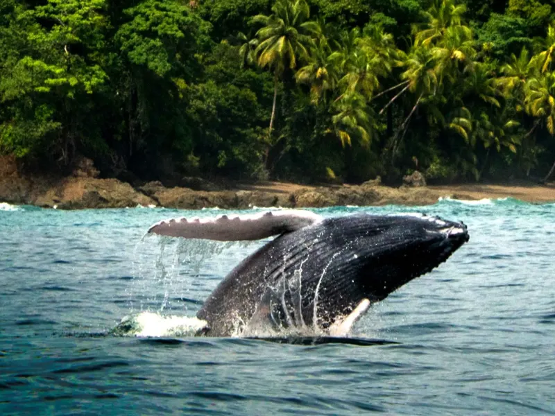 Unforgettable Diving Journey