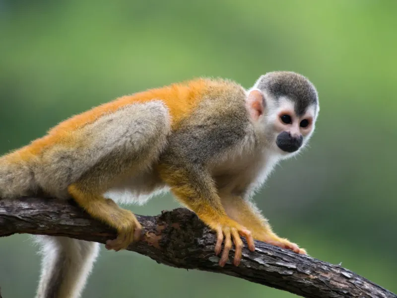 Whispering Paradise in Costa Rica