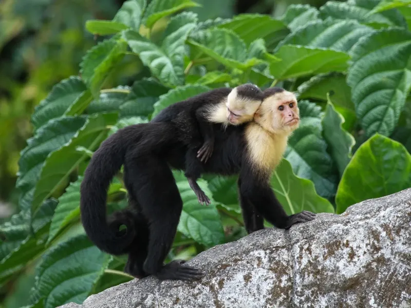Costa Rica Adventure: Nature, Wildlife, and Thrills