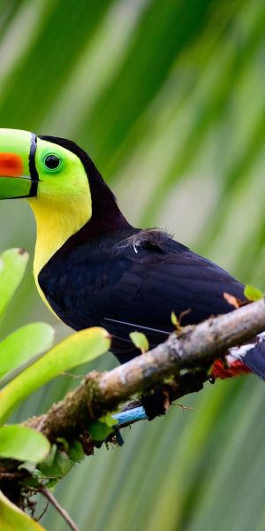 Natural Treasures of Costa Rica